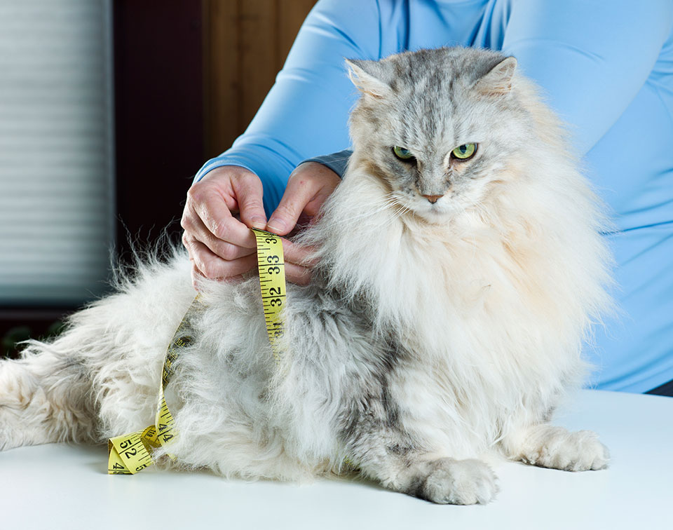 Cat Fat Scales Measure